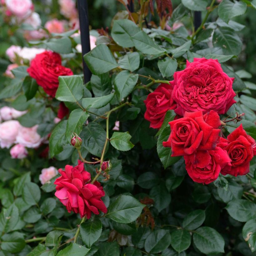Rosa République de Montmartre (Flowering)