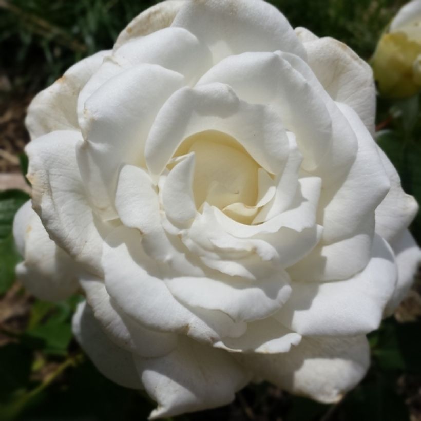 Rosa Anne de Kiev Oracarli (Flowering)