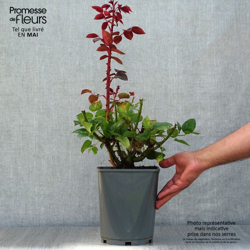 Rosa Rouge Adam  4L/5L pot sample as delivered in spring
