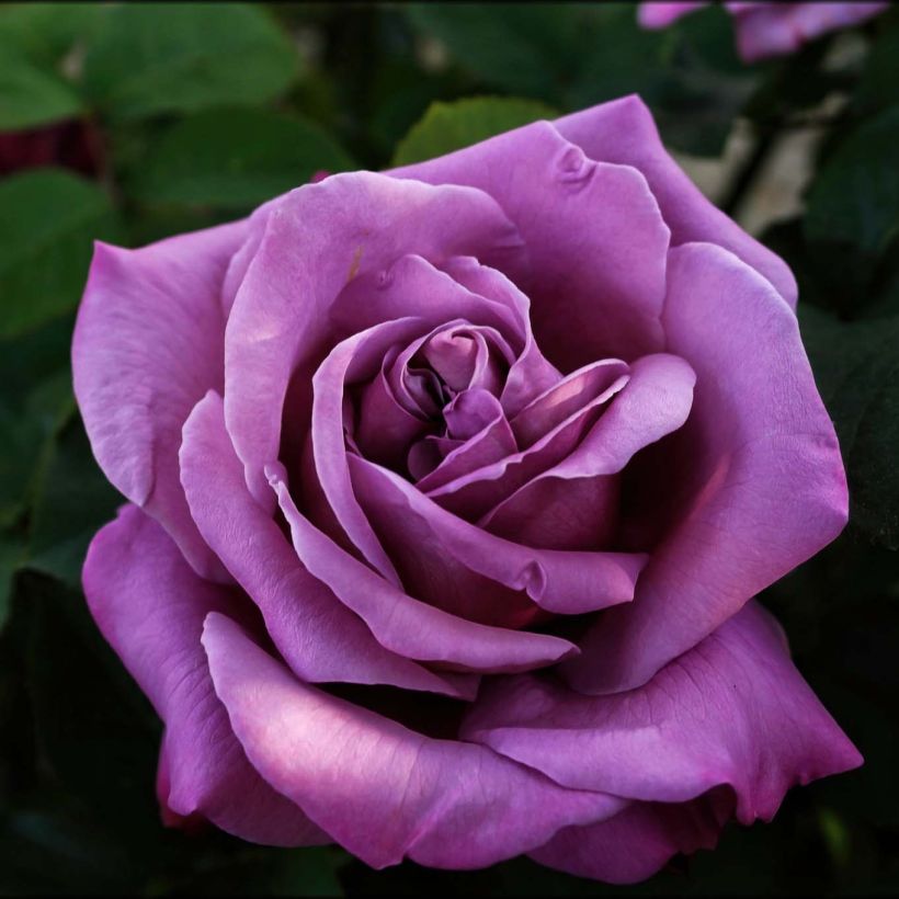 Rosa Sissi (Flowering)