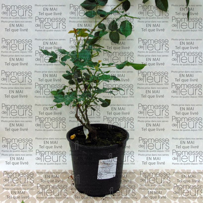 Example of Rosa Sophia Renaissance - Hybrid Tea Rose 4L/5L pot specimen as delivered