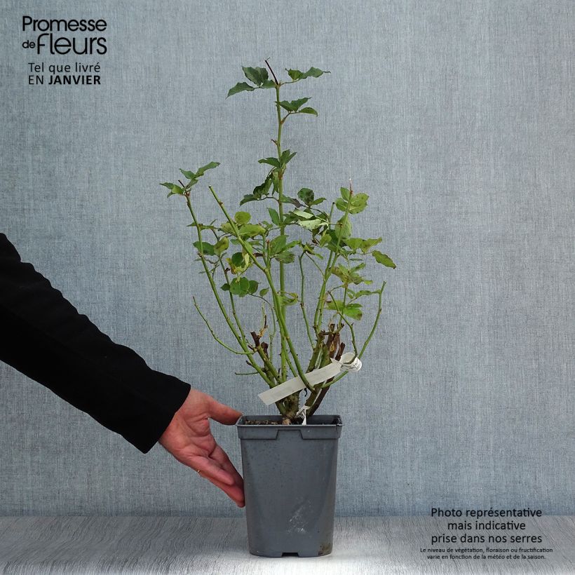 Rosa Sophie Rochas  3L/4L pot sample as delivered in winter
