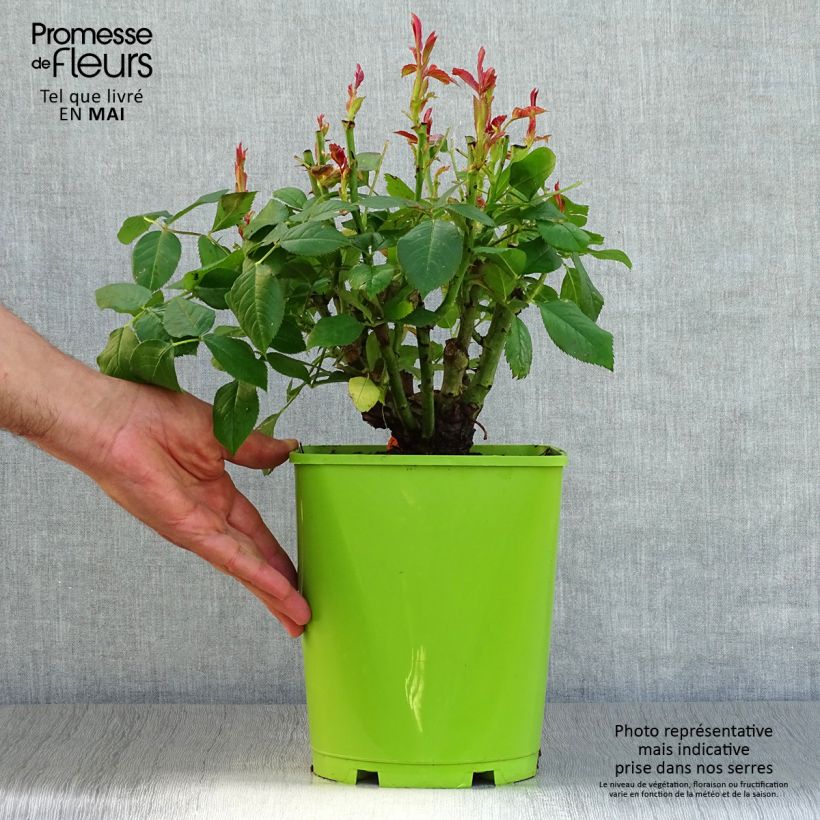 Rosa Sweet Eureka 4L/5L pot sample as delivered in spring