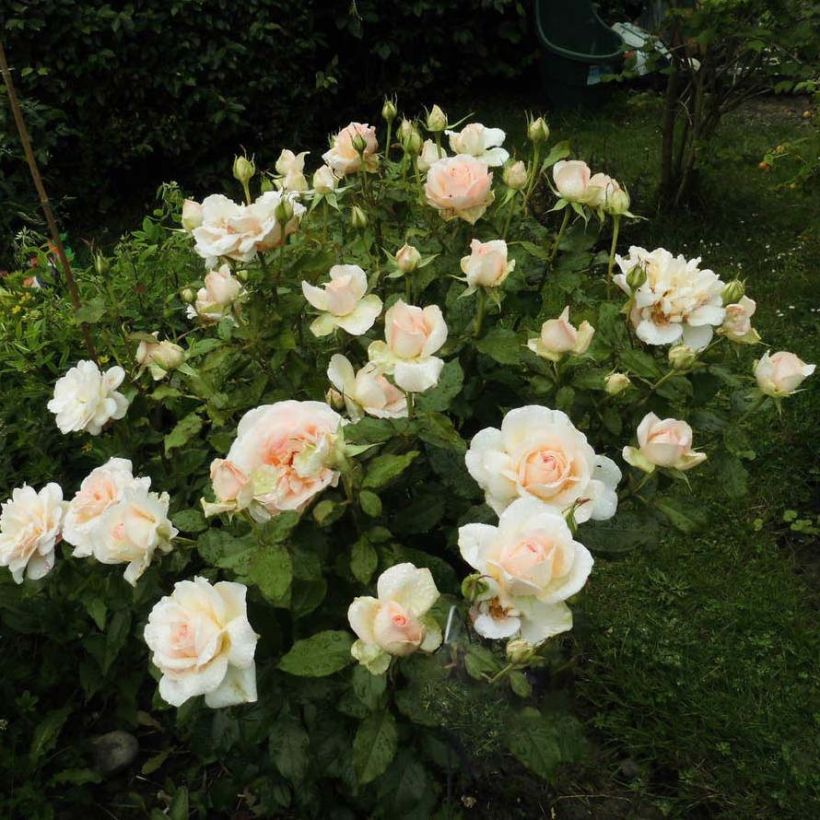 Rosa  'Sweet Love' / 'Chandos Beauty' - Hybrid Tea Rose (Flowering)