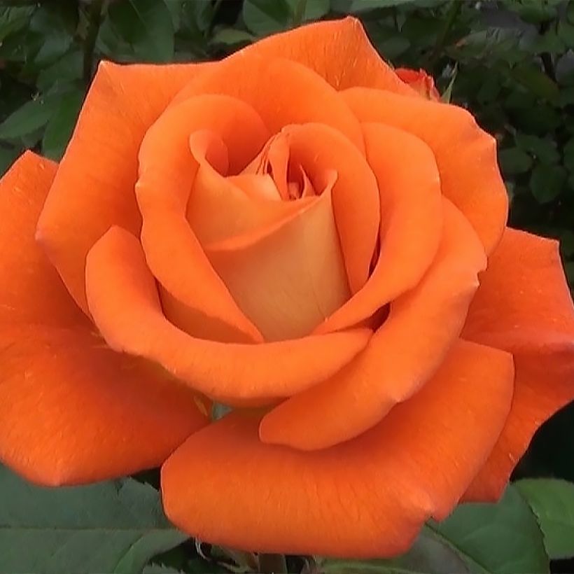 Rosa Terra Botanica  (Flowering)