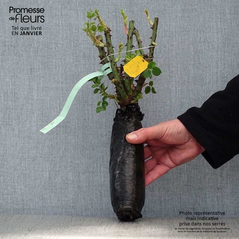 Rosa Terracotta Simchoca Wrapped bare root sample as delivered in winter