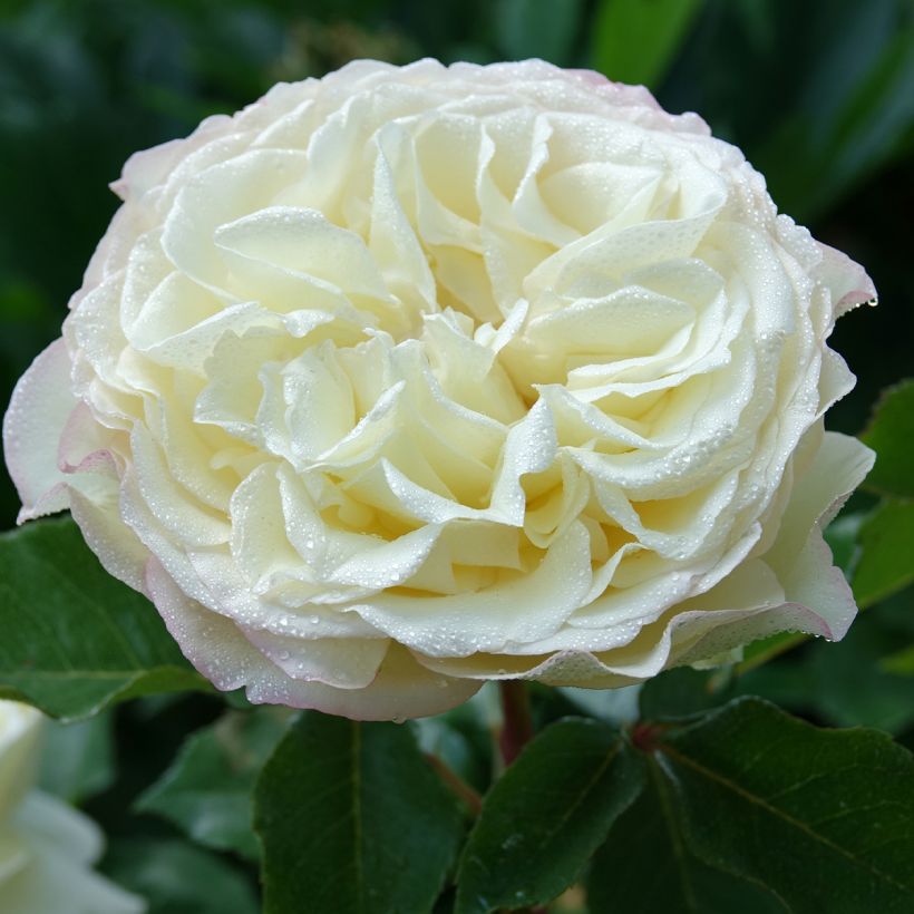 Rosa Tobago Odore (Flowering)
