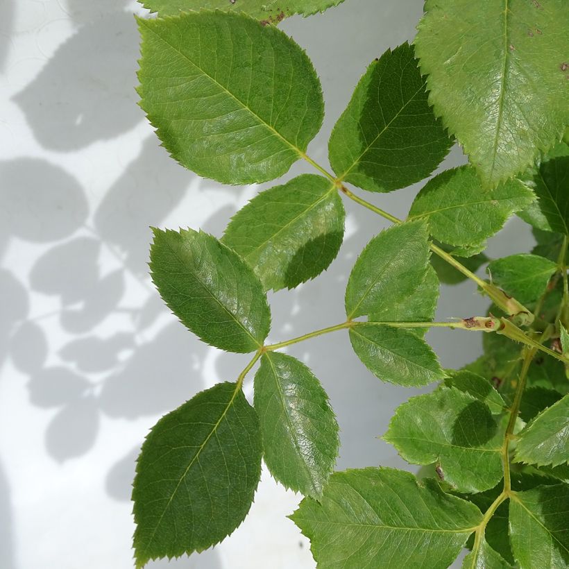 Rosa Violette Parfumée (Foliage)