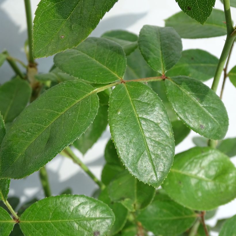 Rosa Virgo (Foliage)