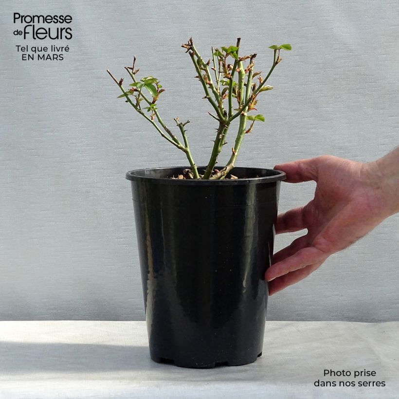 Rosa Virgo 4L/5L pot sample as delivered in spring