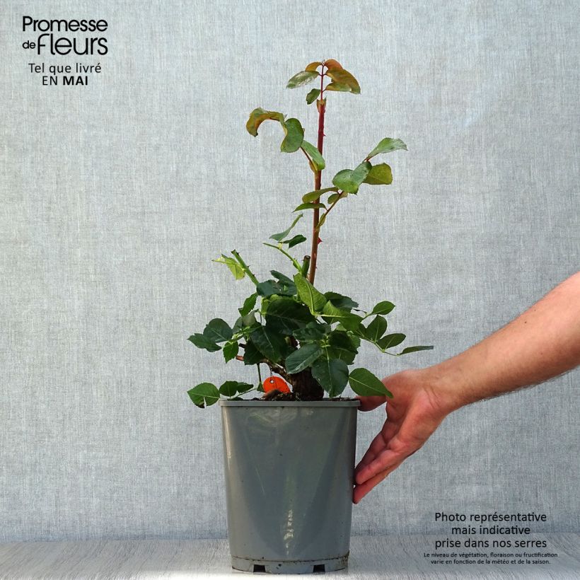 Rosa Yves Piaget 4L/5L pot sample as delivered in spring