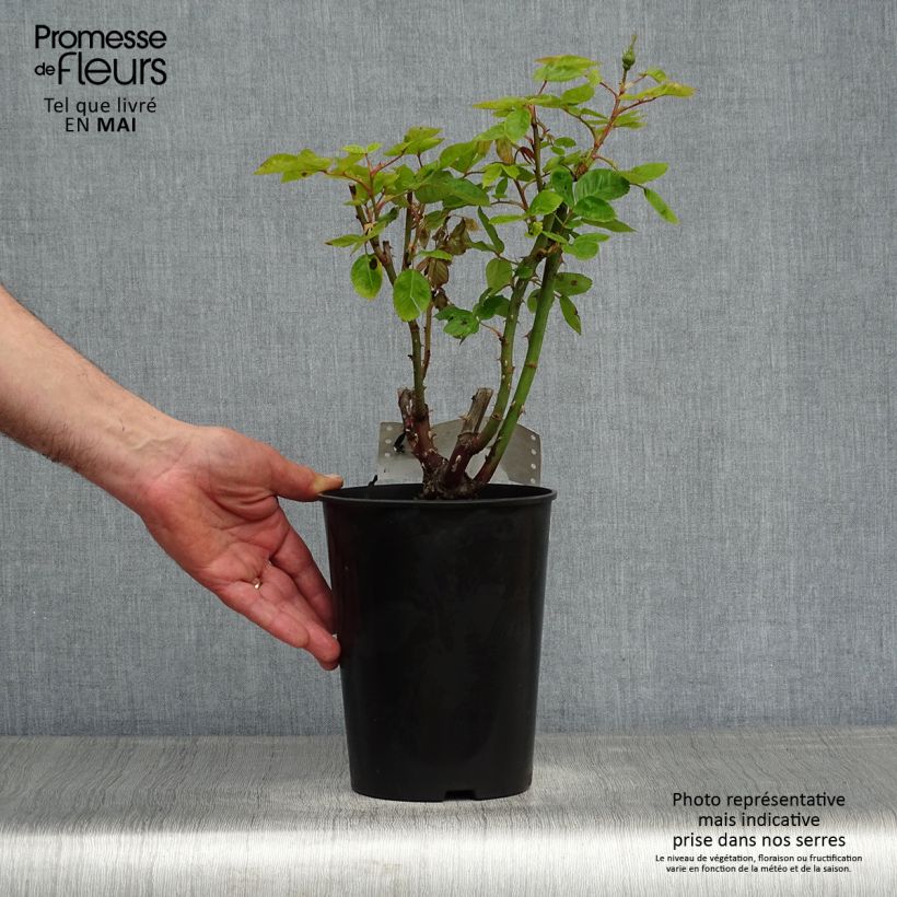Rosa x floribunda Arthur Bell 2L/3L pot sample as delivered in spring