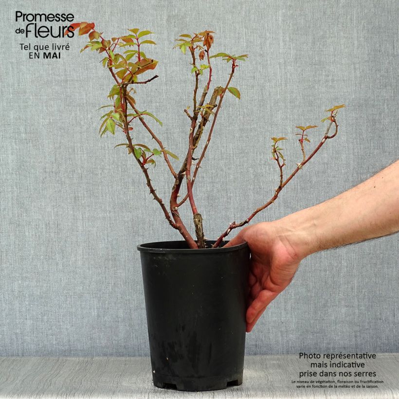 Rosa floribunda Sweet Honey  4L/5L pot sample as delivered in spring