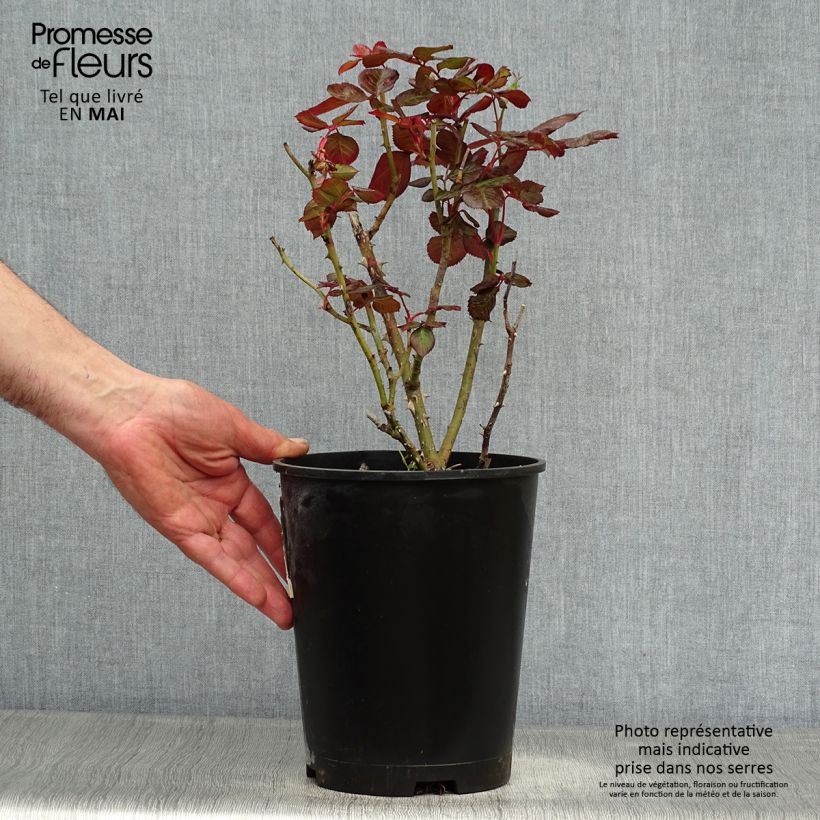 Rosa floribunda The Times 4L/5L pot sample as delivered in spring