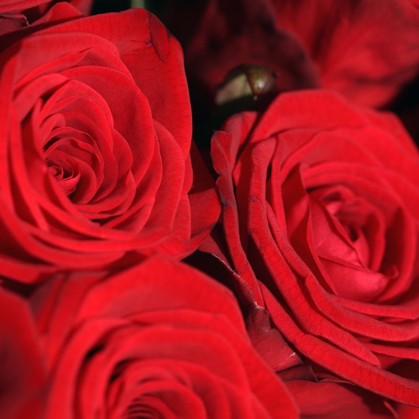 Rosa x floribunda Romantic Date Bio (Flowering)