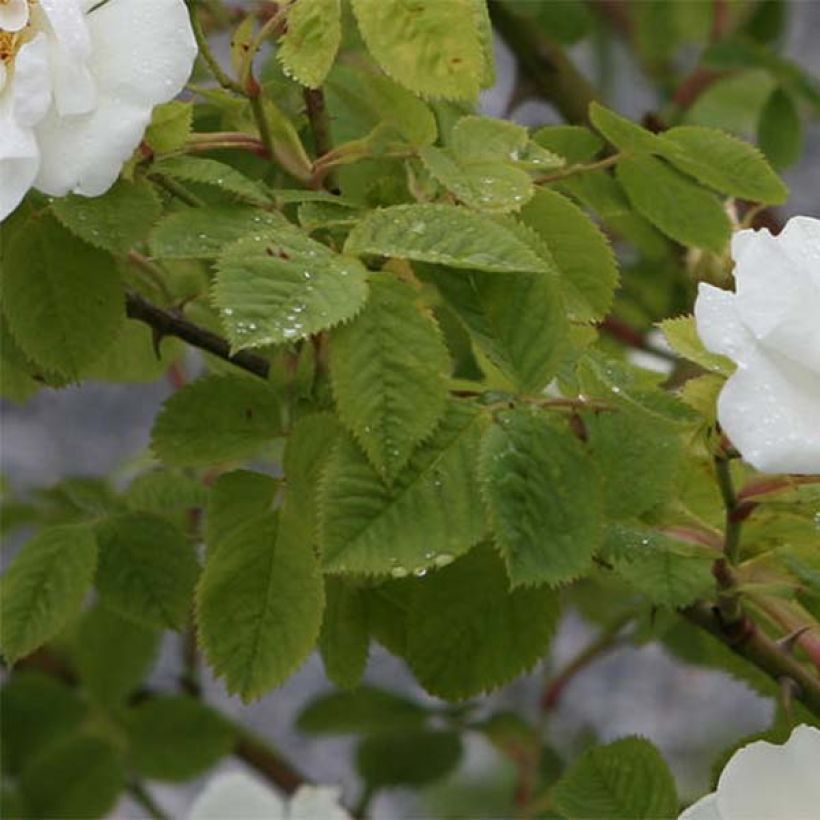 Rosa alba Suaveolens (Foliage)