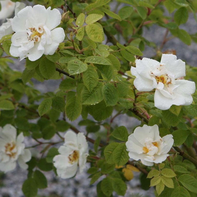 Rosa alba Suaveolens (Flowering)