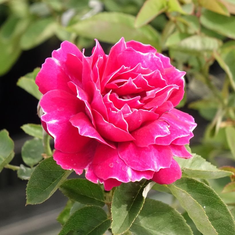Rosa Baron Girod de l'Ain (Flowering)