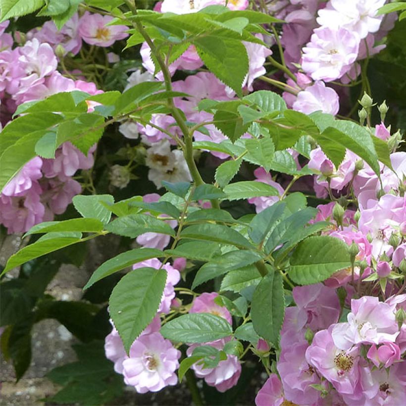 Rosa Blush Rambler - Climbing Rose (Foliage)