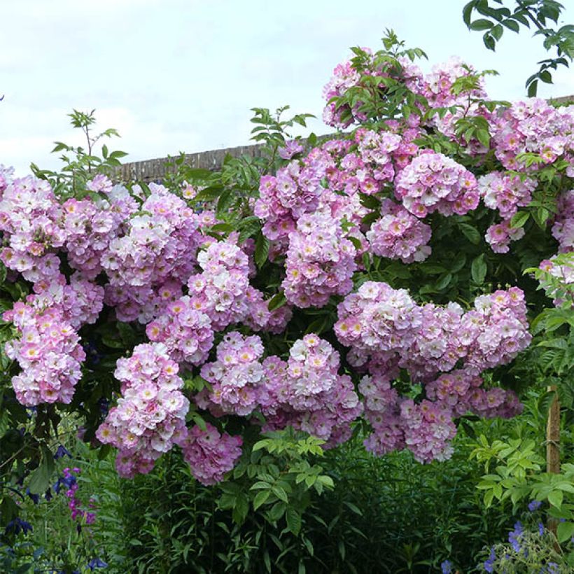 Rosa Blush Rambler - Climbing Rose (Plant habit)