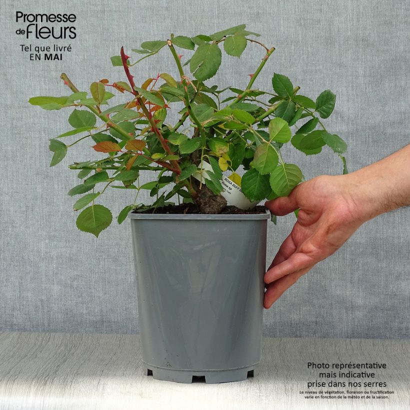 Rosa moschata Buff Beauty - Musk Rose 4L/5L pot sample as delivered in spring