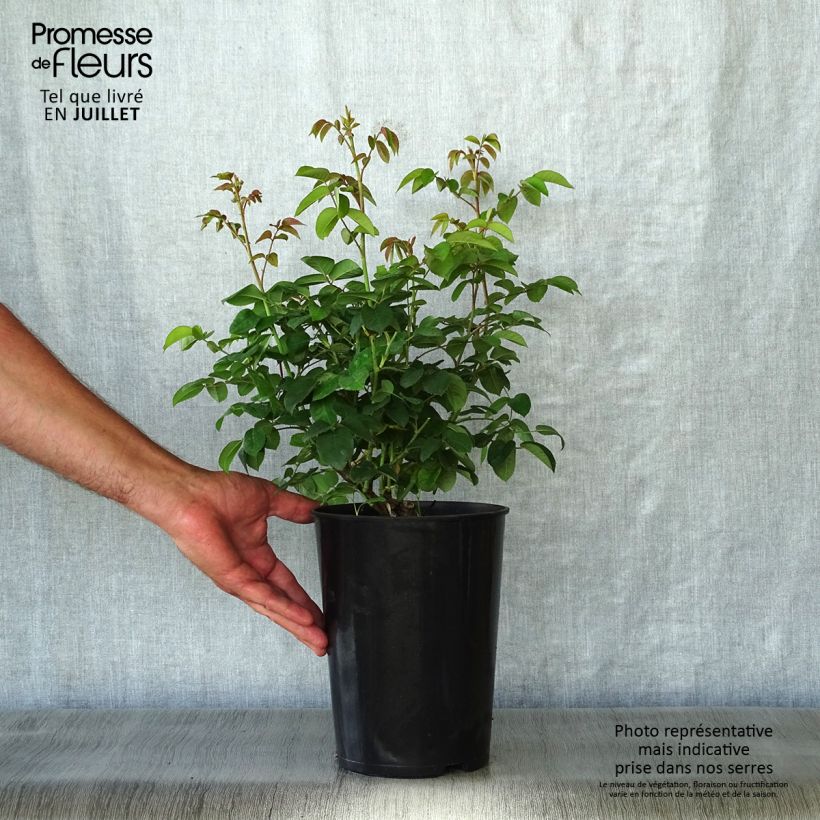 Rosa gallica Cardinal de Richelieu - Old Gallic Rose 4L/5L pot sample as delivered in summer
