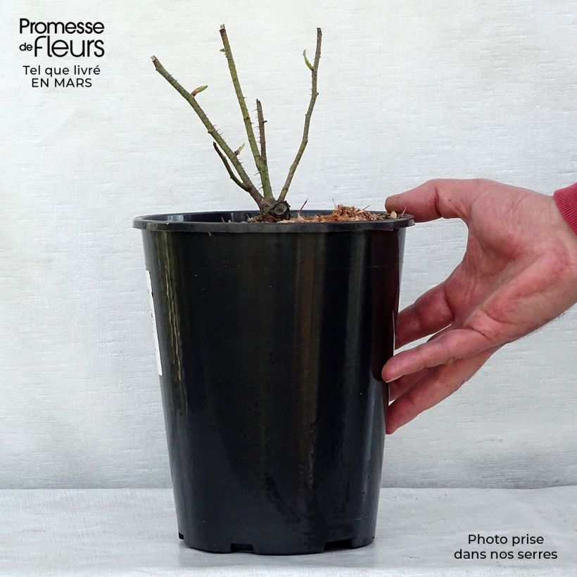 Rosa centifolia Muscosa - White Moss Rose 4L/5L pot sample as delivered in spring