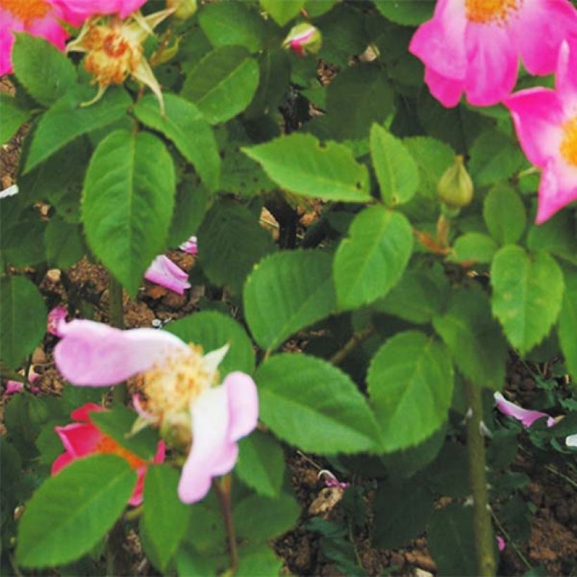 Rosa gallica Complicata - Old Gallic Rose (Foliage)