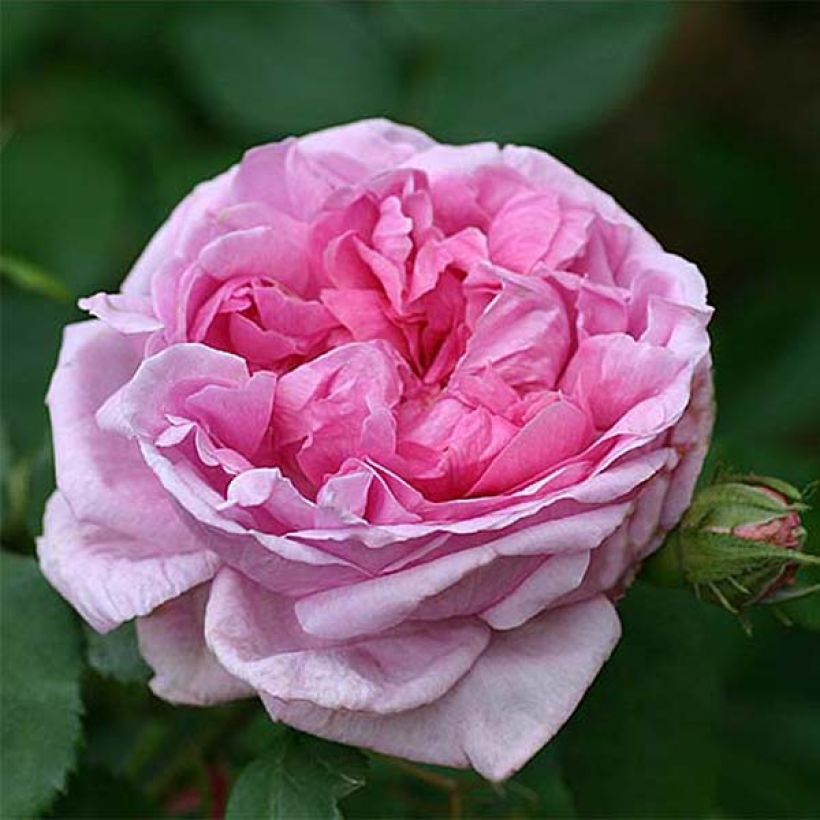 Rosa Comte de Chambord - Portland Rose (Flowering)