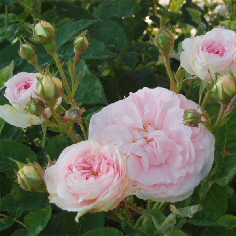Rosa alba Great Maidens Blush (Flowering)