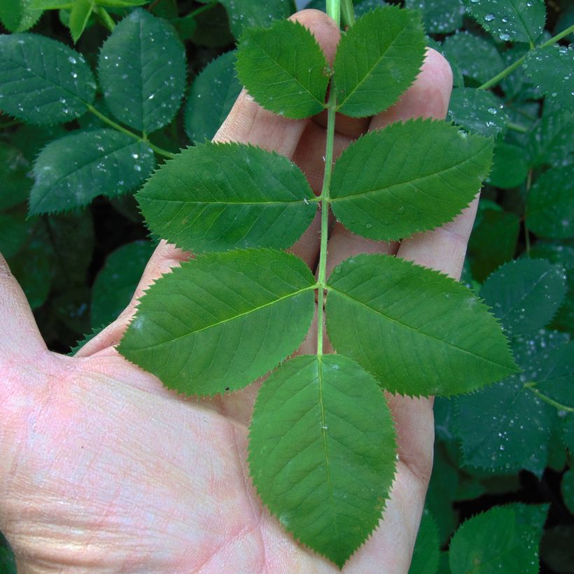 Rosa alba Great Maidens Blush (Foliage)