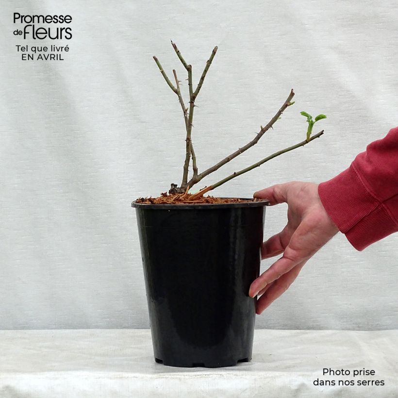 Rosa alba Great Maidens Blush 4L/5L pot sample as delivered in spring