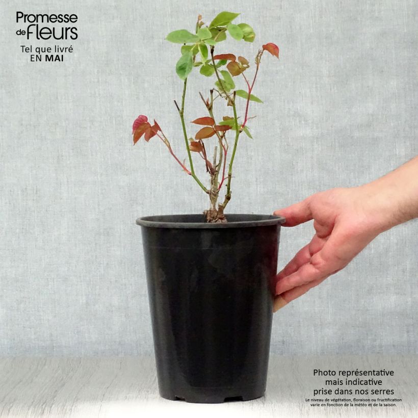 Rosa Dainty Bess 4L/5L pot sample as delivered in spring