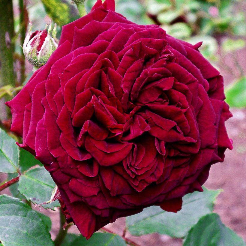 Rosa Empereur du Maroc - Hybrid Old Rose (Flowering)