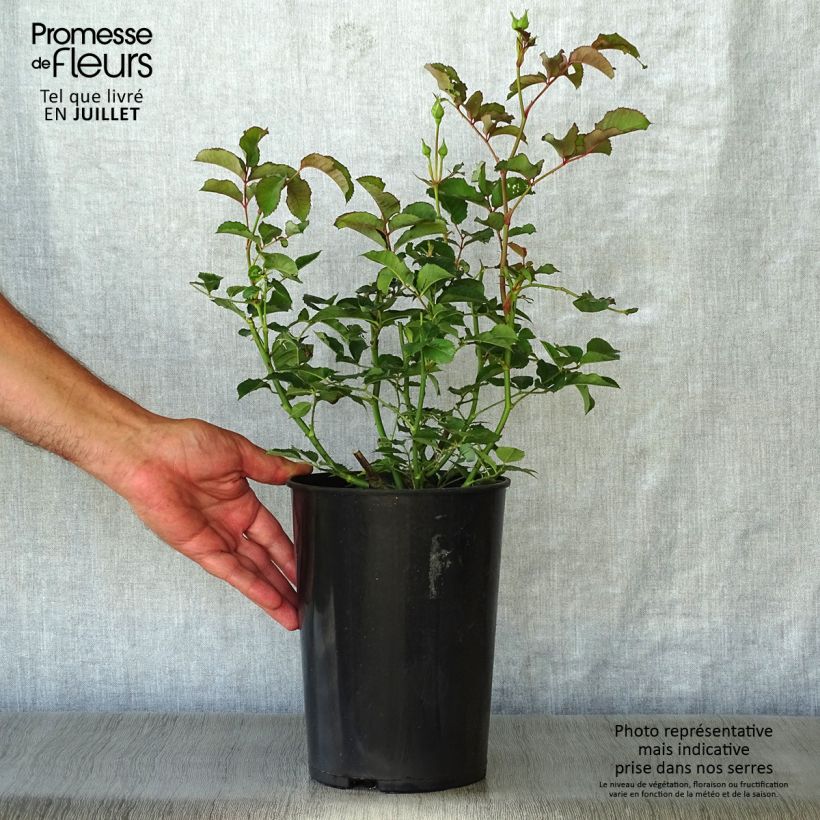 Rosa moschata Felicia - Musk Rose 4L/5L pot sample as delivered in summer