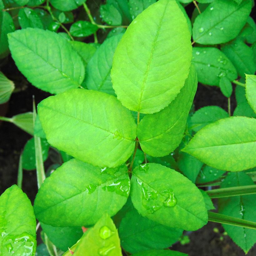 Rosa Ferdinand Pichard (Foliage)