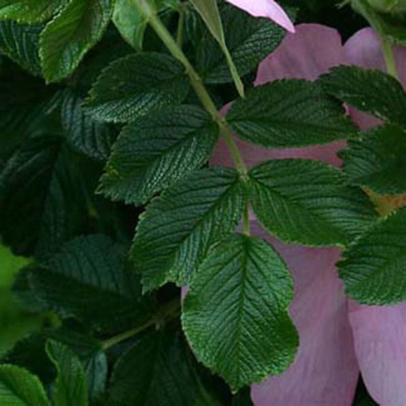 Rosa x rugosa 'Fru Dagmar Hastrup' - Rugosa Rose (Foliage)