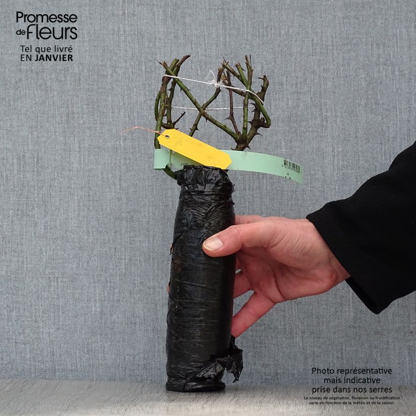 Rosa Ghislaine de Féligonde - Climbing Rose Wrapped bare root sample as delivered in winter