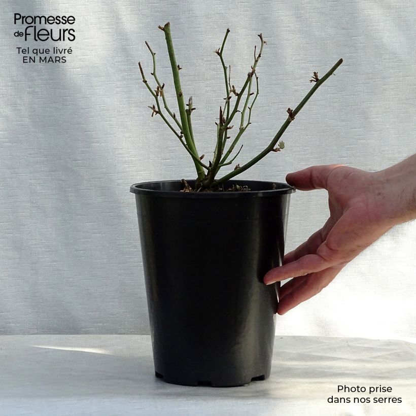 Rosa Ghislaine de Féligonde - Climbing Rose 4L/5L pot sample as delivered in spring