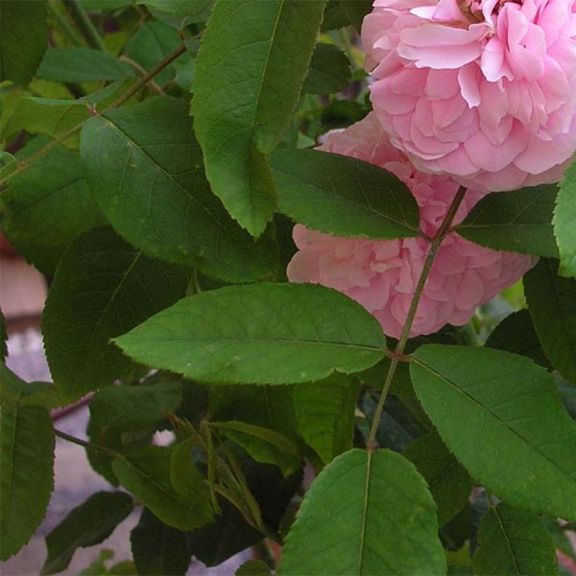 Rosa Jacques Cartier - Portland Rose (Flowering)