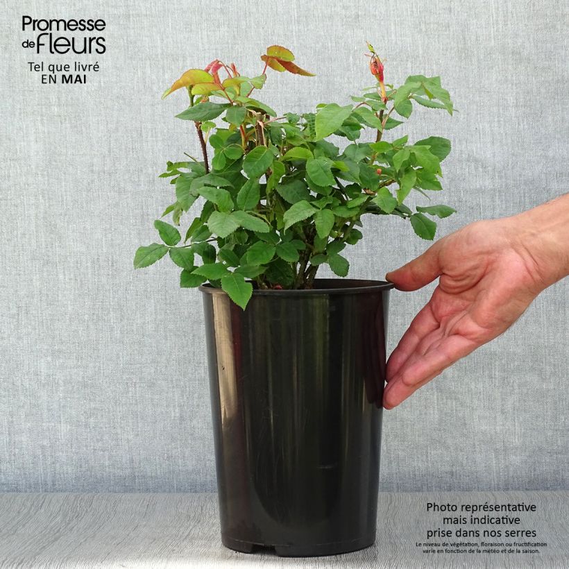 Rosa Jacques Cartier - Portland Rose 4L/5L pot sample as delivered in spring