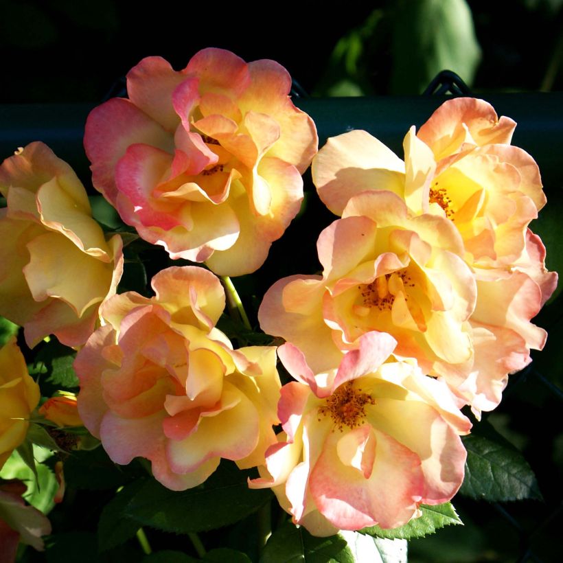 Rosa floribunda Josephs Coat (Flowering)