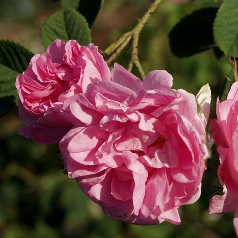 Rosa damascena Trigintipetala - Damask Rose (Flowering)