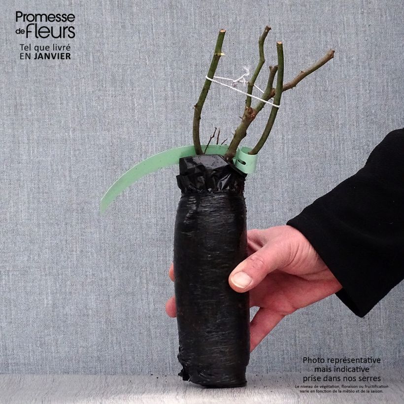 Rosa damascena Trigintipetala - Damask Rose Wrapped bare root sample as delivered in winter