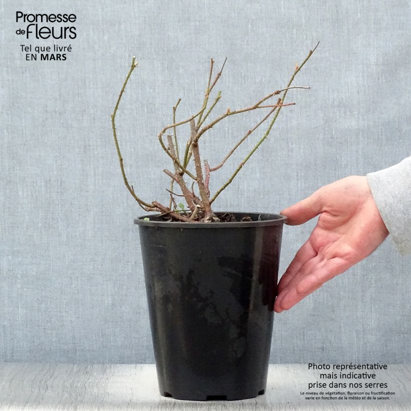 Rosa damascena Trigintipetala - Damask Rose 4L/5L pot sample as delivered in spring