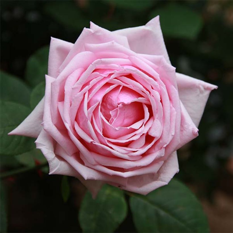 Rosa La France (Flowering)