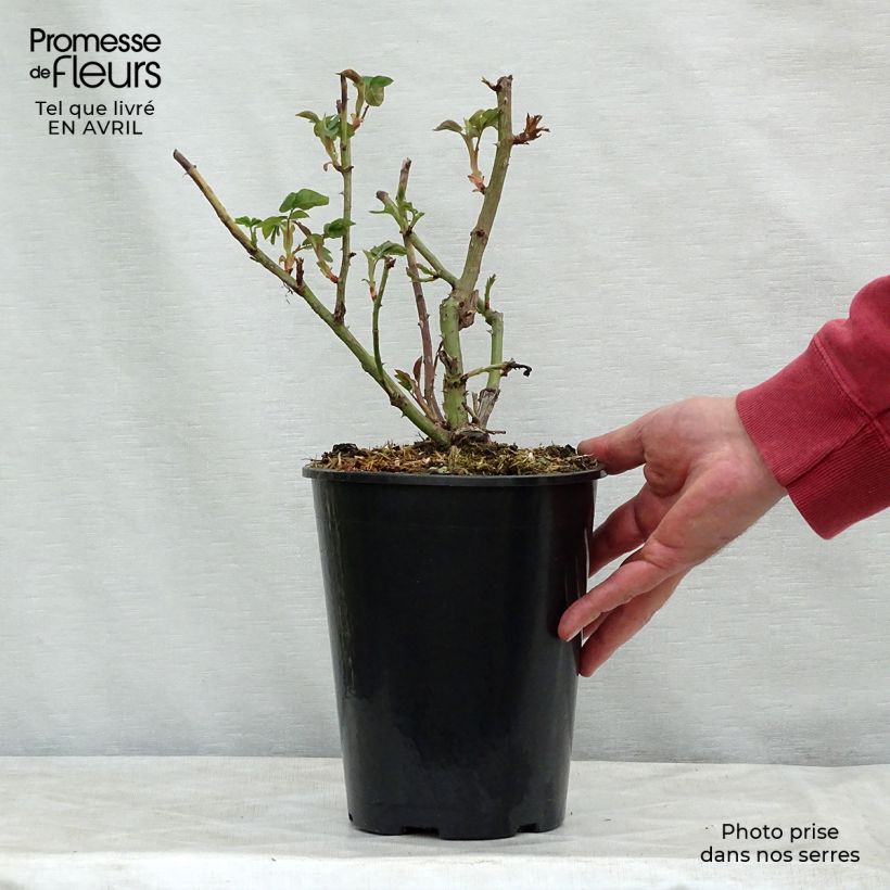 Rosa Reine Victoria - Bourbon Rose 4L/5L pot sample as delivered in spring