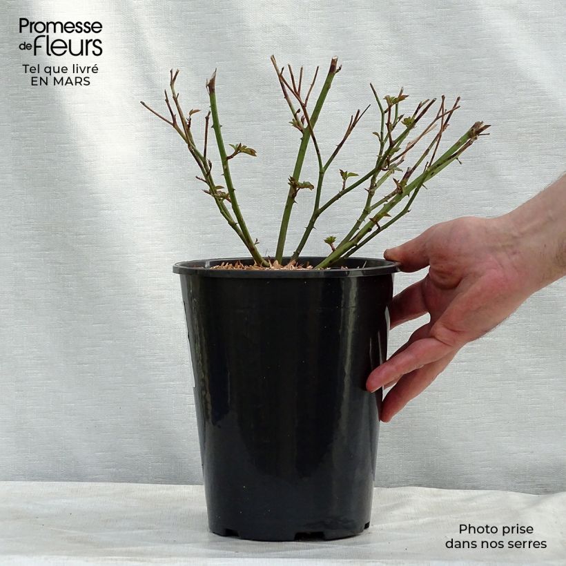 Rosa sempervirens Little White Pet 4L/5L pot sample as delivered in spring