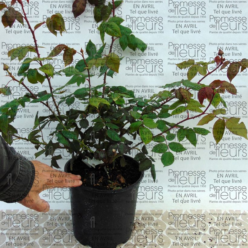 Example of Rosa Madame Ernest Calvat 4L/5L pot specimen as delivered