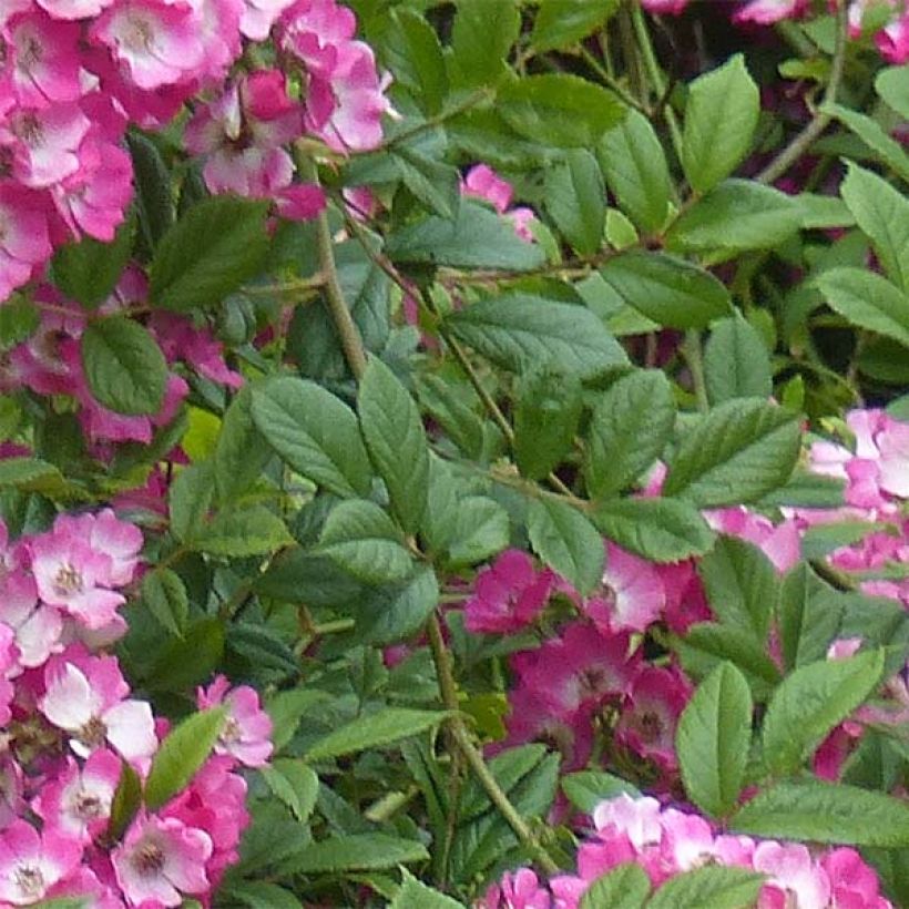 Rosa moschata Mozart - Musk Rose (Foliage)